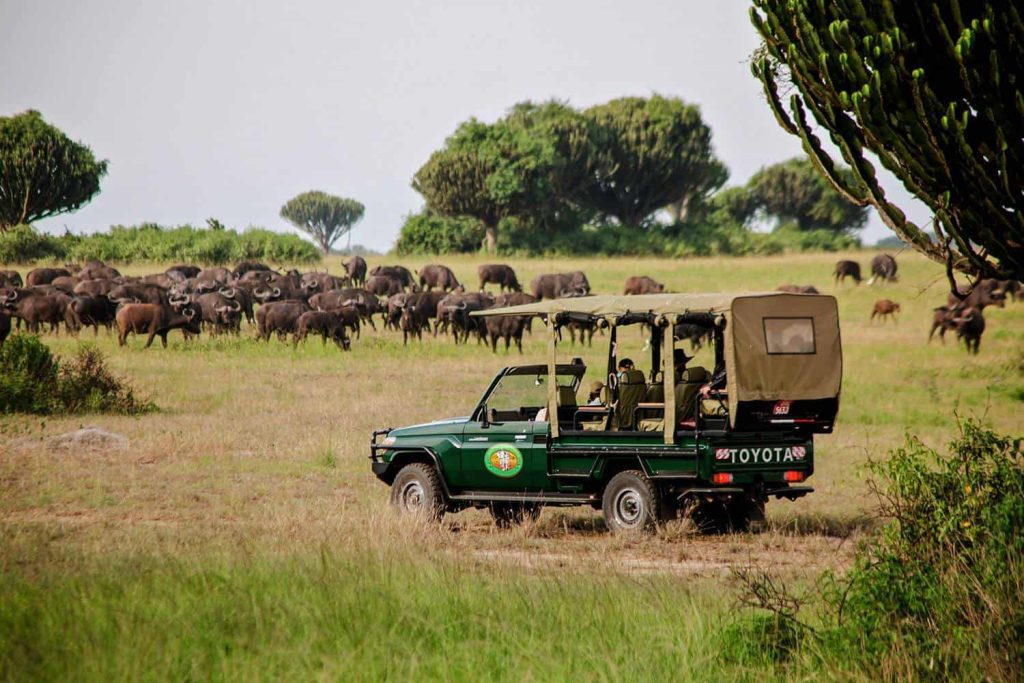 Uganda's Unique Cultural Experiences: Safaris and Tribes